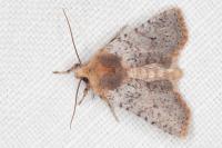Conistra staudingeri