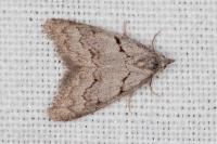 Nola thymula thymula