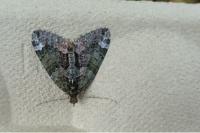 Chloroclysta siterata