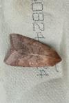 Helicoverpa armigera