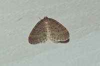 Operophtera brumata