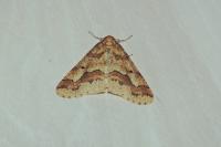Erannis defoliaria