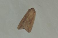 Mythimna unipuncta