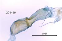 Scoparia basistrigalis