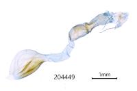 Scoparia basistrigalis