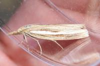 Agriphila tristella
