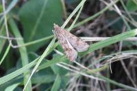 Nomophila noctuella