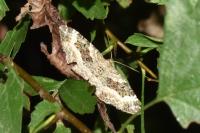 Epirrhoe alternata