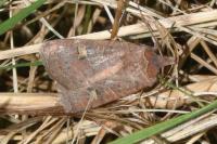 Xestia xanthographa