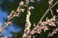 Cucullia absinthii