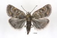 Metaxmeste phrygialis