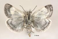 Metaxmeste phrygialis
