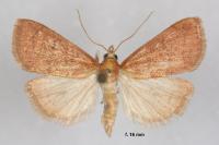 Anania testacealis