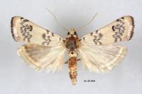 Euzophera lunulella