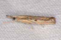 Agriphila geniculea