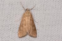 Parapoynx stratiotata