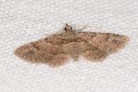 Gymnoscelis rufifasciata