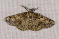 Cleorodes lichenaria