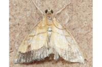 Evergestis limbata
