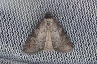 Stilbia anomala
