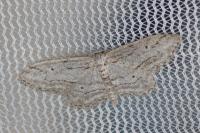 Idaea calunetaria
