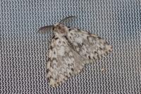 Lymantria monacha