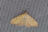 Mecyna auralis