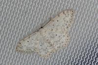 Scopula marginepunctata