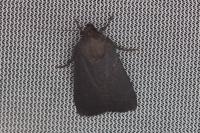 Amphipyra livida