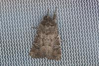 Luperina nickerlii