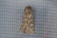 Luperina nickerlii