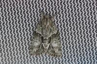 Cryphia lusitanica