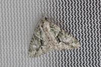 Cryphia lusitanica