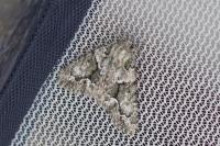 Cryphia lusitanica