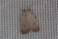 Caradrina aspersa