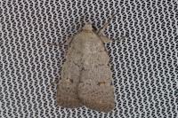 Caradrina aspersa