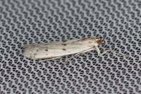 Homoeosoma inustellum