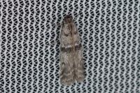 Ephestia welseriella