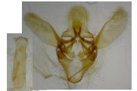 Ephestia welseriella