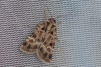 Chersotis elegans