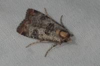 Epilecta linogrisea