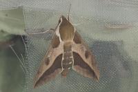 Hyles euphorbiae