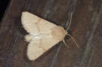 Luperina rubella