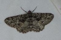 Peribatodes ilicaria ilicaria