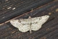 Peribatodes rhomboidaria rhomboidaria