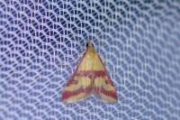 Pyrausta sanguinalis