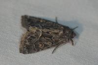 Thalpophila matura