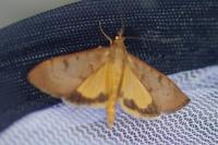 Uresiphita gilvata