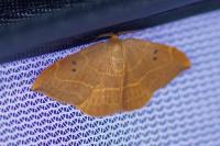 Watsonalla binaria