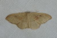 Idaea rubraria